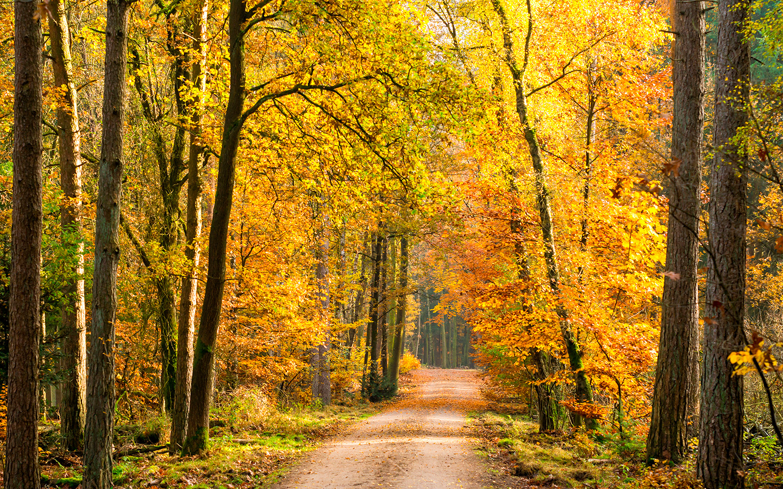 Прекрасная экология и развитая инфраструктура